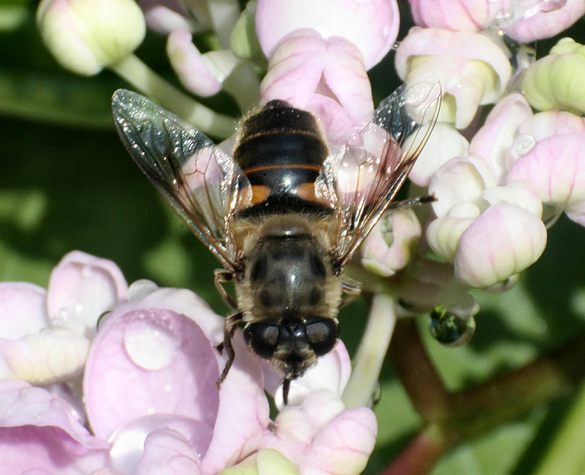 Eristalis sp.  - tenax ?  - maschio e femmina